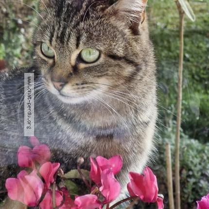 Foto 1/1 Gato encontrado Encontrado en La maurie saint brice