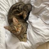 Foto del gato perdido en Oberhoffen Sur Moder