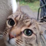 Foto de gato encontrado en Saint Maur Des Fosses