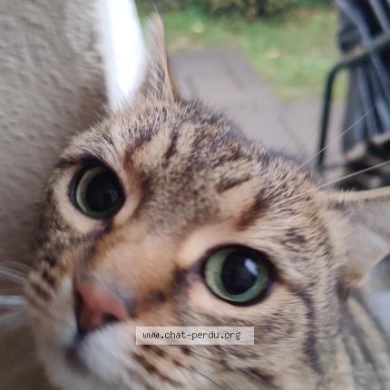 Foto 1/1 Gato encontrado Encontrado en Saint maur des fosses