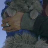 Foto del gato perdido en Helendale