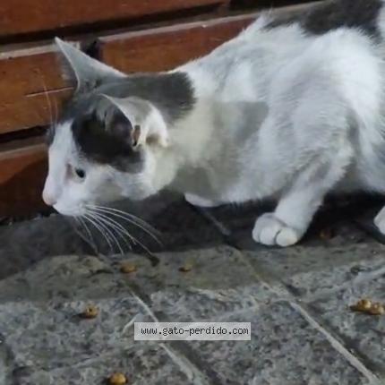 Foto 1/1 Gato encontrado Encontrado en La lucila vicente lopez