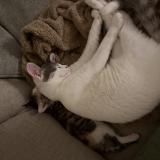 Foto del gato perdido en Eugene