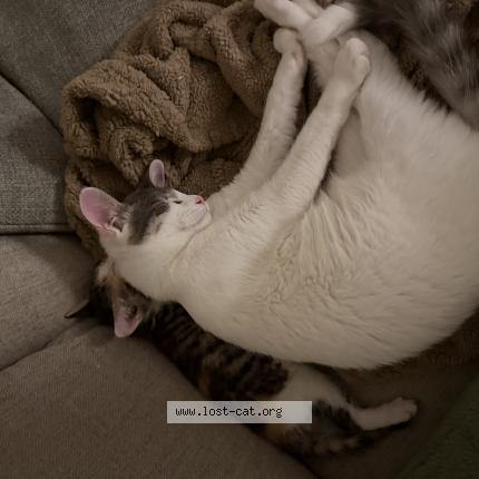 Foto 1/1 Cottonball Chat perdido en Eugene