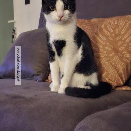 Foto 1/1 Figaro Chat perdido en Mont sainte aldegonde