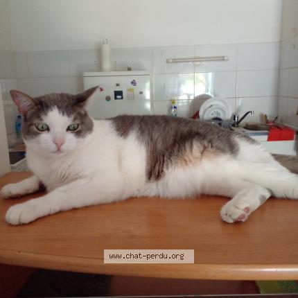 Foto 1/1 pinprenelle Chat perdido en Vaulx en velin