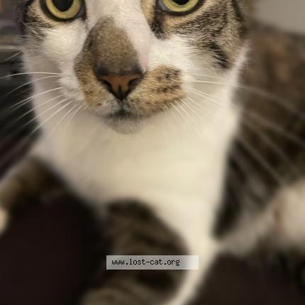 Foto 1/1 Meatloaf Chat perdido en West warwick