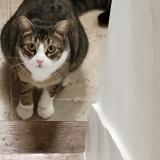 Foto del gato perdido en Montreuil