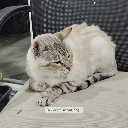 Foto 1/1 Taiko Chat perdido en Boisdon