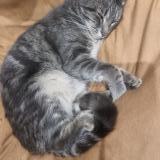 Foto del gato perdido en Vaulx En Velin