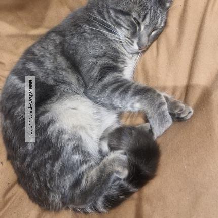 Foto 1/1 Cookie Chat perdido en Vaulx en velin