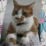 Foto del gato perdido en Courrieres