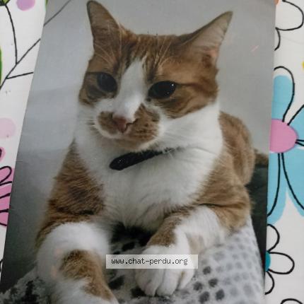 Foto 1/1 Filou Chat perdido en Courrieres