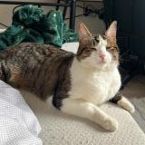 Foto del gato perdido en Amiens