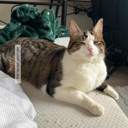 Foto 1/1 Cleo Chat perdido en Amiens