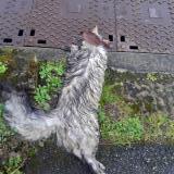 Foto de gato encontrado en Chantraine