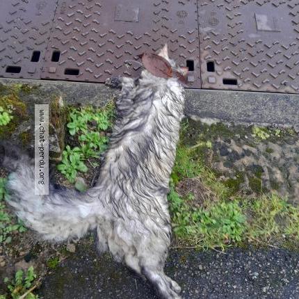 Foto 1/1 Gato encontrado Encontrado en Chantraine