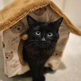 Foto de gato encontrado en Sartrouville