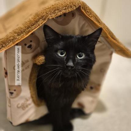 Foto 1/4 Gato encontrado Encontrado en Sartrouville