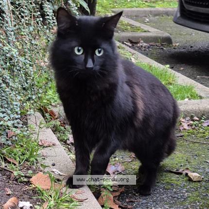 Foto 3/4 Gato encontrado Encontrado en Sartrouville