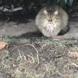 Foto de gato encontrado en Rouen