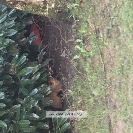 Foto 2/3 Gato encontrado Encontrado en Rouen