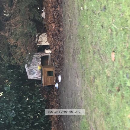 Foto 3/3 Gato encontrado Encontrado en Rouen