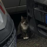 Foto de gato encontrado en Bruges