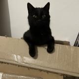 Foto del gato perdido en Santa Lucia Di Moriani