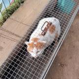 Foto de gato encontrado en Elven