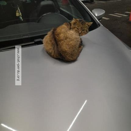 Foto 1/1 Gato encontrado Encontrado en Nantes