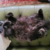 Foto del gato perdido en Autheuil Tourouvre Au Perche