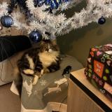 Foto del gato perdido en Cers