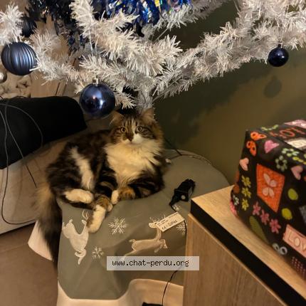 Foto 1/1 Pépi Chat perdido en Cers