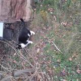 Foto de gato encontrado en Mulhouse