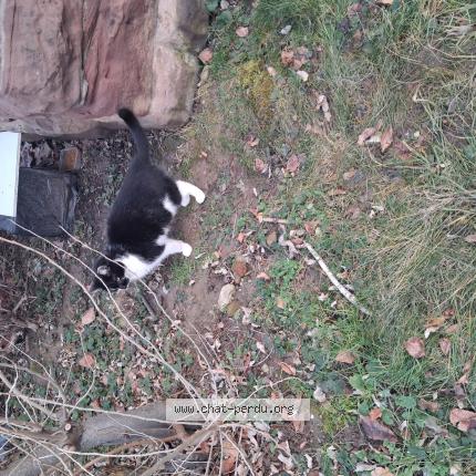 Foto 1/1 Gato encontrado Encontrado en Mulhouse