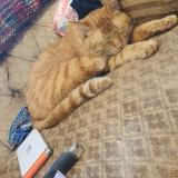 Foto del gato perdido en Port Charlotte