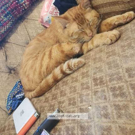 Foto 1/1 Max Chat perdido en Port charlotte