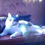 Foto del gato perdido en Quelaines St Gault