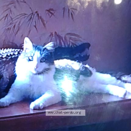 Foto 1/1 Tiphaine Jagla Chat perdido en Quelaines st gault