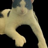 Foto del gato perdido en Indianapolis