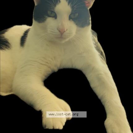 Foto 1/1 Solomon Chat perdido en Indianapolis