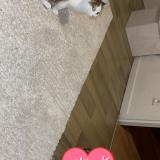 Foto del gato perdido en Hericourt