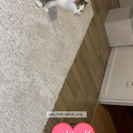 Foto 1/1 Simba Chat perdido en Hericourt