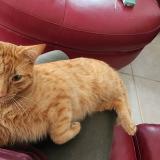 Foto del gato perdido en Port Charlotte