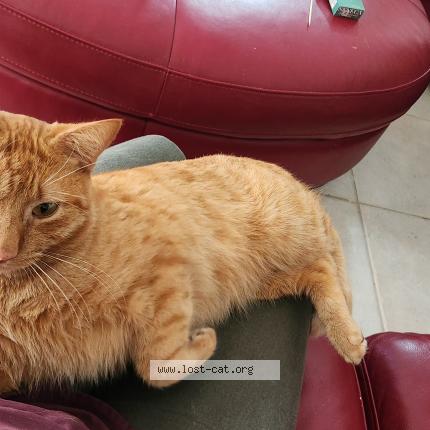 Foto 1/1 Max Chat perdido en Port charlotte