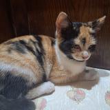 Foto del gato perdido en La Roche Maurice