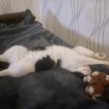 Foto de gato encontrado en La Ferte Mace