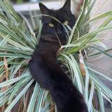 Foto de un gato reunido en Saint Claude