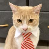 Foto del gato perdido en Casteljaloux